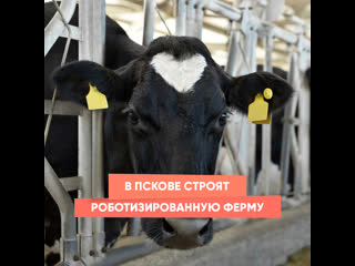 a robotic farm is being built in pskov