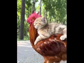pussy rides big fat cock