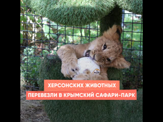 kherson animals were transported to the crimean safari park